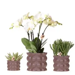 Plantenset Bubble bruin - Verlaagde prijs