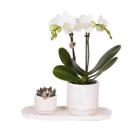 Topprijs | Planten duo Slow Living