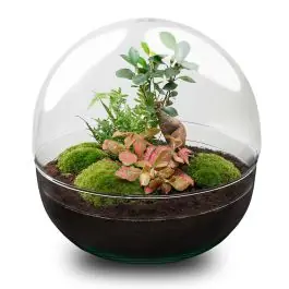 Topdeal - DIY Terrarium Dome Bonsai