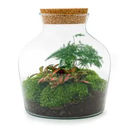 DIY Terrarium Joe Asparagus | Rechtstreeks van de fabrikant