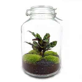 Online bestellen | DIY Terrarium Jar Calathea