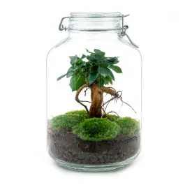 DIY Terrarium Jar Bonsai | Speciale aanbieding