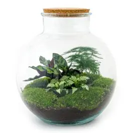 Scherpe prijs - DIY Terrarium Bob Calathea