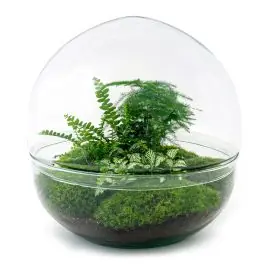 Snelle levering | DIY Terrarium Dome Varen