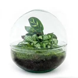 DIY Terrarium Dome Calathea - Net binnen