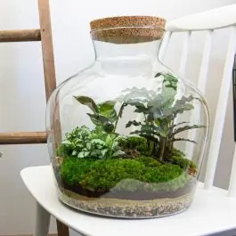DIY Terrarium Joe Calathea - Online bestelbaar