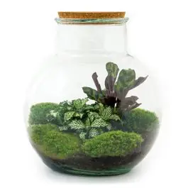DIY Terrarium Teddy Calathea | Alleen deze week