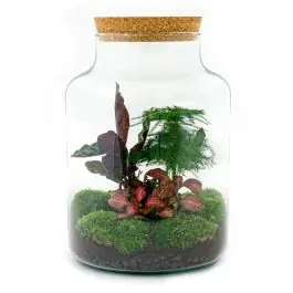 DIY Terrarium Milky Calathea - Nieuw binnengekomen