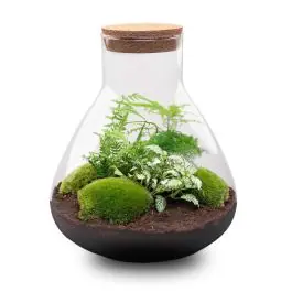 DIY Terrarium Sam Asparagus - Voordeelprijs