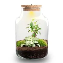 DIY Terrarium Bonsai met LED | Rechtstreeks uit de fabriek