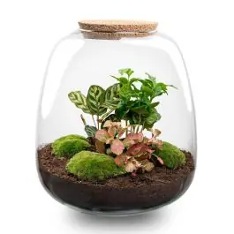Populair bij klanten - DIY Terrarium Emma Coffea