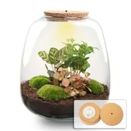 DIY Terrarium Emma Coffea met LED - Topkwaliteit