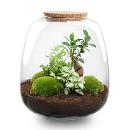 DIY Terrarium Emma Fittonia wit | Zojuist toegevoegd