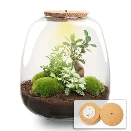 Superprijs - DIY Terrarium Emma Fittonia wit met LED