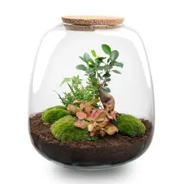 Lage prijs - DIY Terrarium Emma Fittonia rood