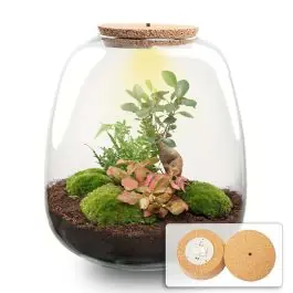 DIY Terrarium Emma Fittonia rood met LED - Nog enkele stuks