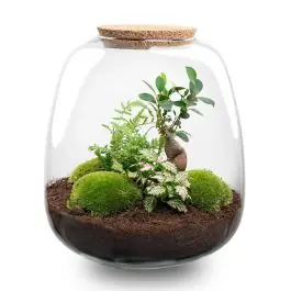 DIY Terrarium Emma Fittonia roze - Sale