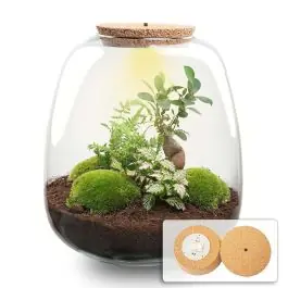 DIY Terrarium Emma Fittonia roze met LED | Mis het niet