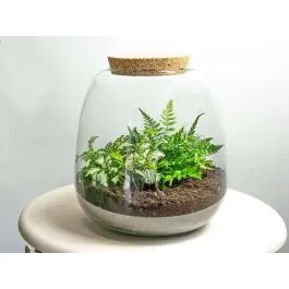 DIY Terrarium Emma Fittonia White Tiger | Veel voordeel