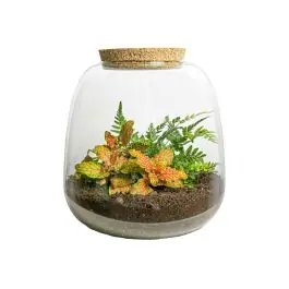Korting | DIY Terrarium Emma Fittonia Ruby Lime