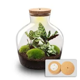 DIY Terrarium Joe Calathea met LED | Bespaar nu