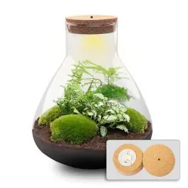DIY Terrarium Sam Asparagus met LED | Direct leverbaar