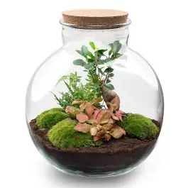 Nog maar enkele beschikbaar | DIY Terrarium Bob Bonsai