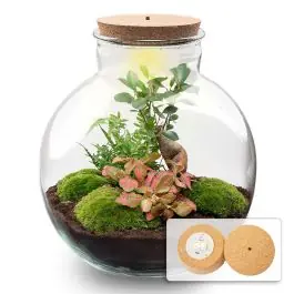 DIY Terrarium Bob Bonsai met LED - Uitverkoop