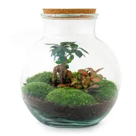 Aanrader | DIY Terrarium Teddy Bonsai