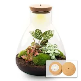 Verlaagde prijs - DIY Terrarium Sam Calathea met LED