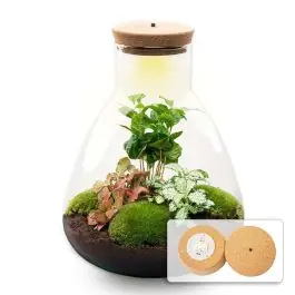 DIY Terrarium Sam Coffea met LED - Topprijs