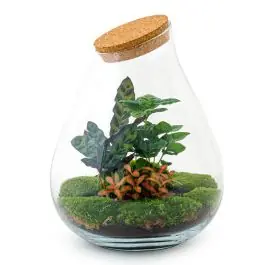 DIY Terrarium Druppel Coffea - Bestelbaar