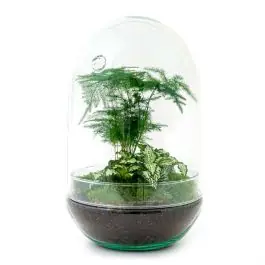 DIY Terrarium Egg Asparagus - Premiumkwaliteit