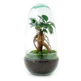 Trending | DIY Terrarium Egg Bonsai