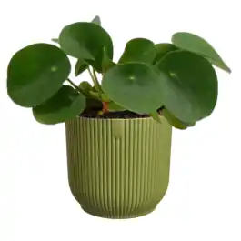 Bestelbaar - Pilea in Elho Vibes groen