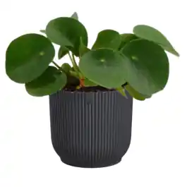 Pilea in Elho Vibes antraciet | Alleen vandaag