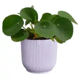 Prijsverlaging | Pilea in Elho Vibes lila