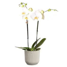 Orchidee wit in Elho Vibes wit - Lage prijs