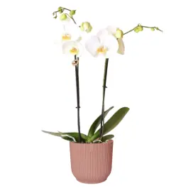 Veilig winkelen - Orchidee wit in Elho Vibes roze