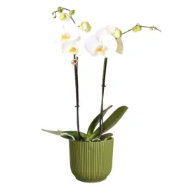 Orchidee wit in Elho Vibes groen - Prijs verlaagd