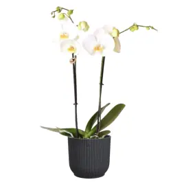 Orchidee wit in Elho Vibes antraciet | Direct van de fabrikant
