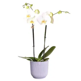 Topprijs | Orchidee wit in Elho Vibes lila