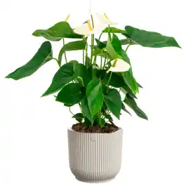 Anthurium wit in Elho Vibes wit | Bestseller