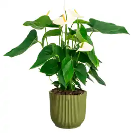 Anthurium wit in Elho Vibes groen | Veel gevraagd
