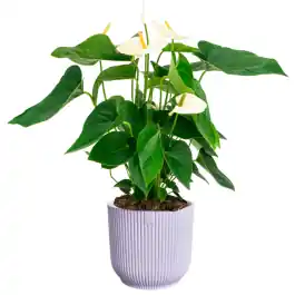 Snelle verzending | Anthurium wit in Elho Vibes lila