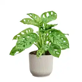 Beperkte voorraad - Monstera adansonii in Elho Vibes wit