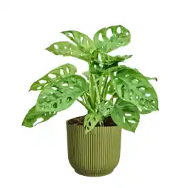 Hoge kwaliteit - Monstera adansonii in Elho Vibes groen