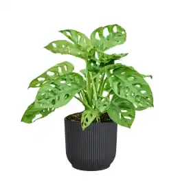 Nog maar enkele beschikbaar - Monstera adansonii in Elho Vibes antraciet