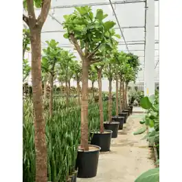 Ficus lyrata dikke stam - Mis het niet