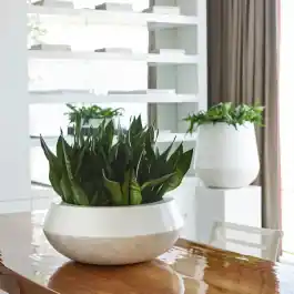 Caluya Bowl White - Zolang de voorraad strekt
